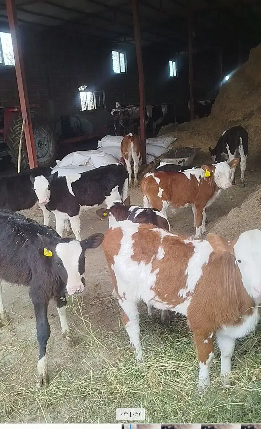 گاو|حیوانات مزرعه|نوشین شهر, |دیوار