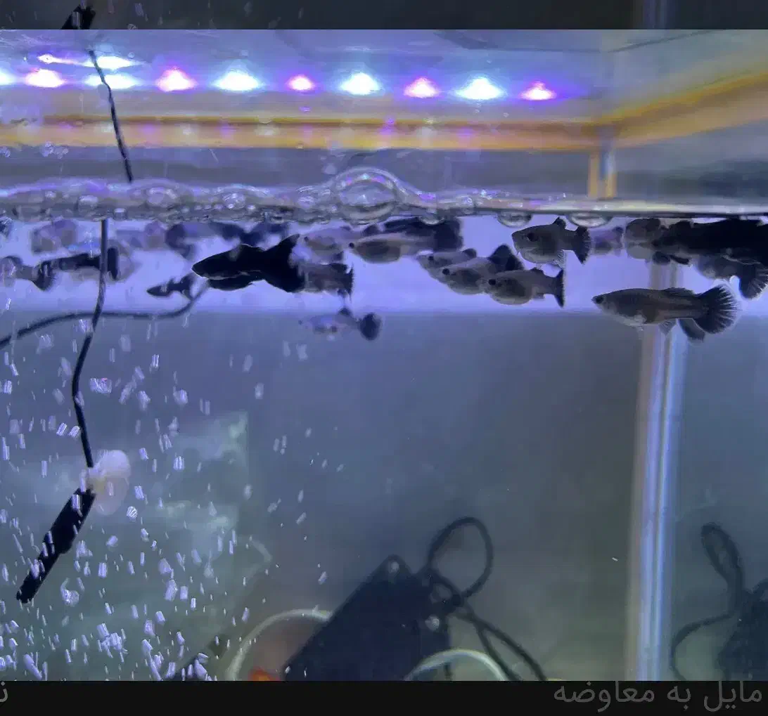 گوپی|ماهی|ماکو, |دیوار