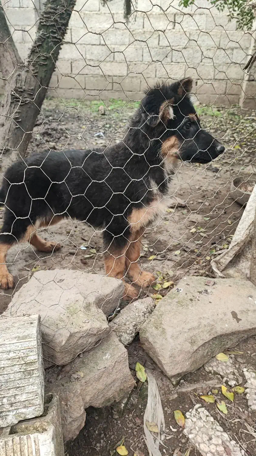 توله ژرمن نژاد دار معاوضه هم دارم|سگ|لاهیجان, گلستان|دیوار