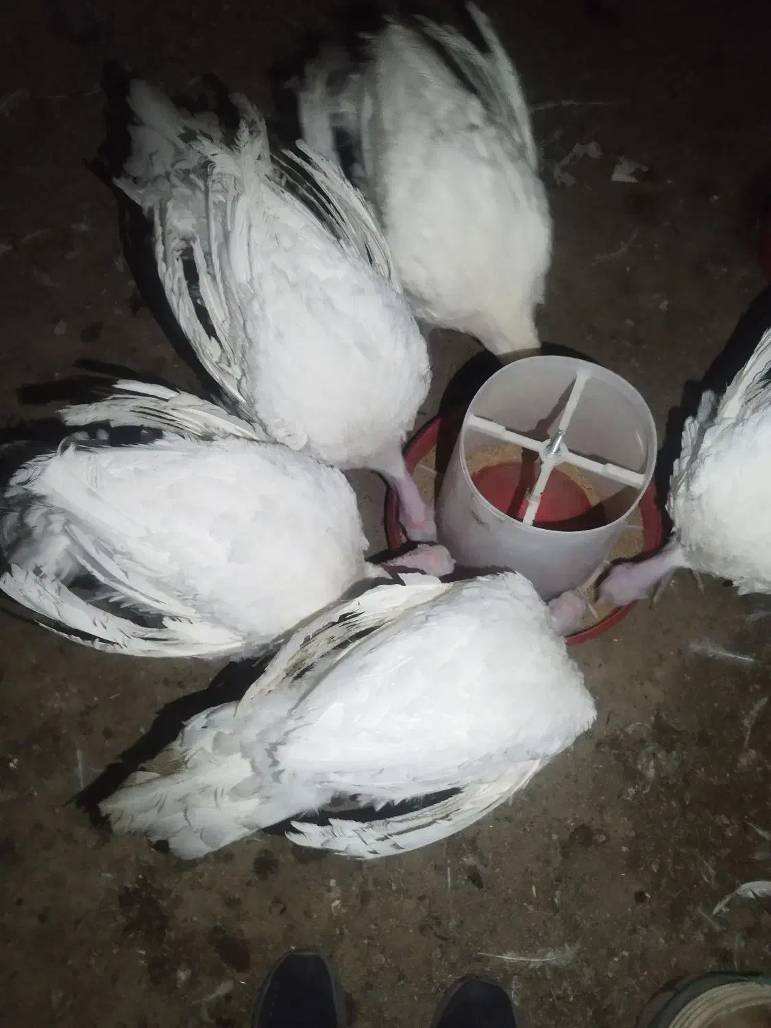 بوقلمون گوشتی|حیوانات مزرعه|تربت‌حیدریه, قاسم آباد|دیوار