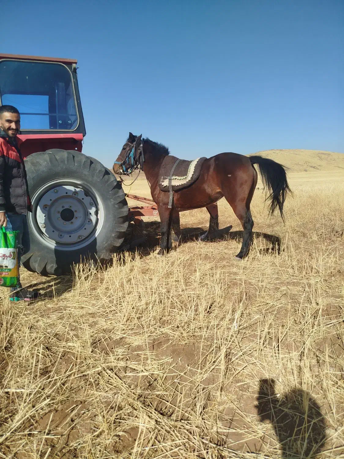 اسب مادیان کرد یورقه|اسب و تجهیزات اسب‌سواری|تیکمه داش, |دیوار