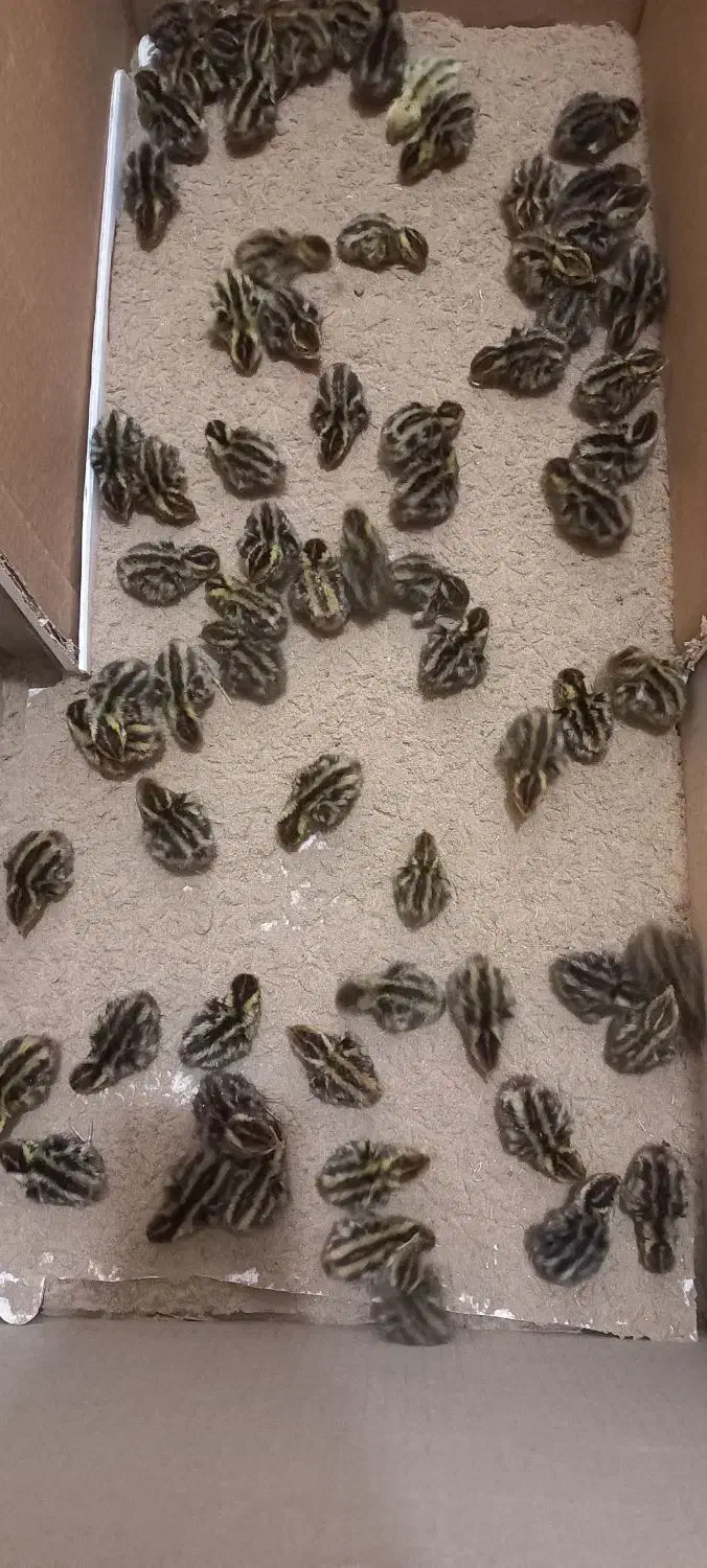 دستگاه جوجه کشی تمام اتوماتیک|لوازم جانبی حیوانات|شیراز, سرو|دیوار