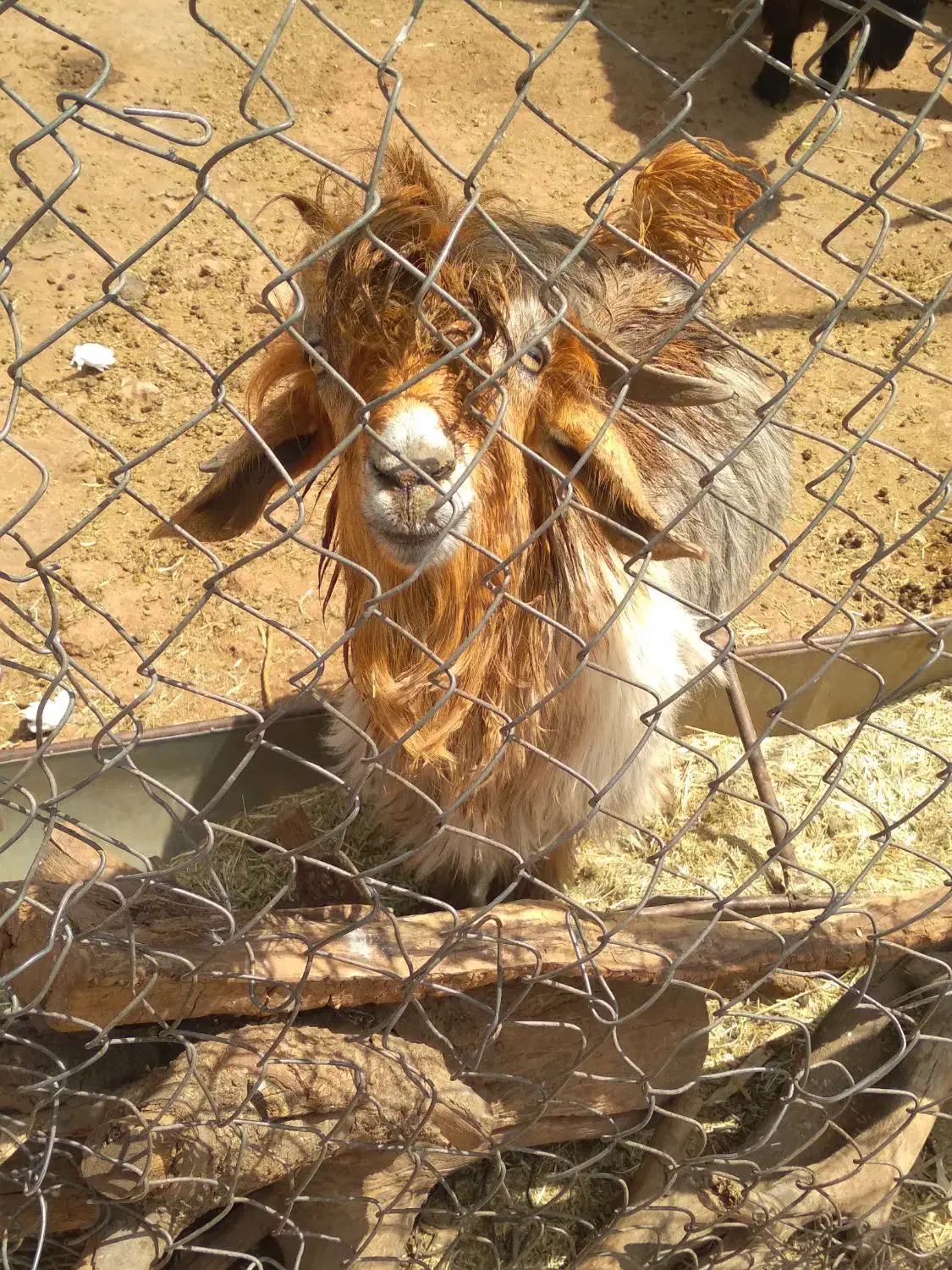 تیشتر ترکی|حیوانات مزرعه|شهرکرد, |دیوار