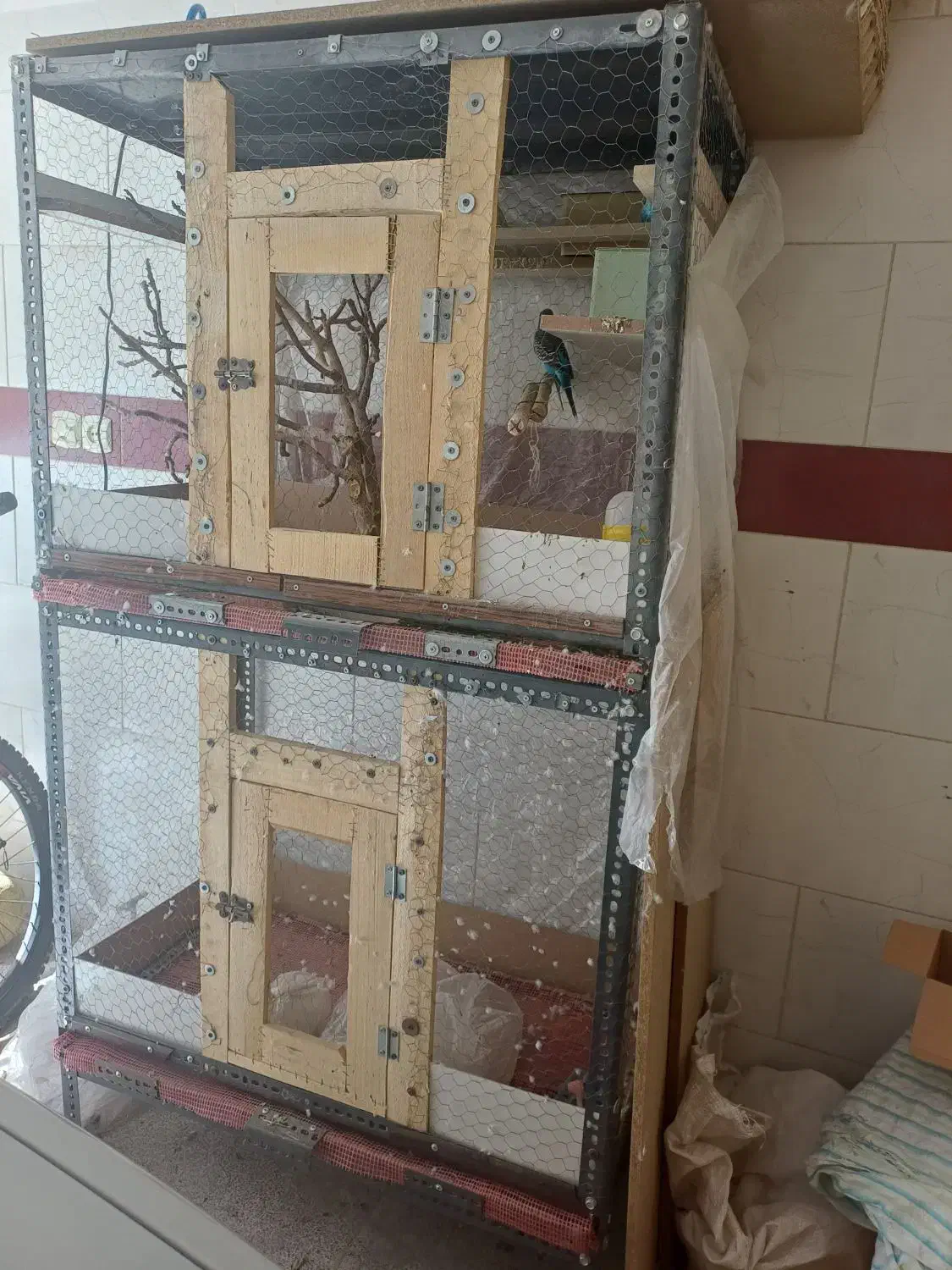 مرغ عشق باقفس فروش ومعاوظه با جوجه مرغ|پرنده|یزد, |دیوار