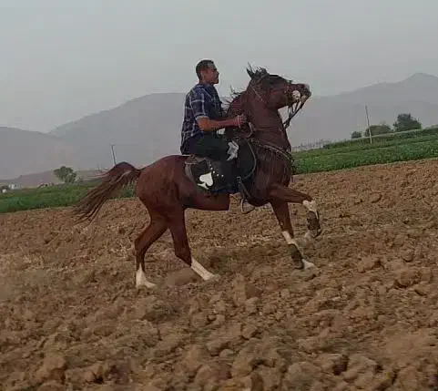 اسب نریان|اسب و تجهیزات اسب‌سواری|شیراز, قصرالدشت|دیوار