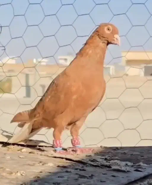 دس کفتری جفتی و نر چاشنی بازی کفتر خوب|پرنده|صدرا-فارس, فاز ۱|دیوار