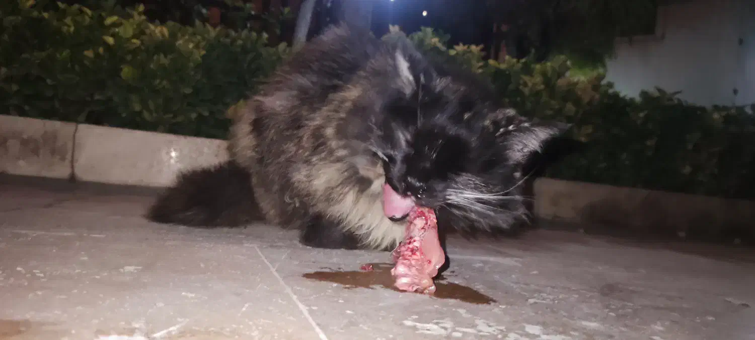 گربه پیدا شده|حیوانات|تهران, بوستان شیان|دیوار