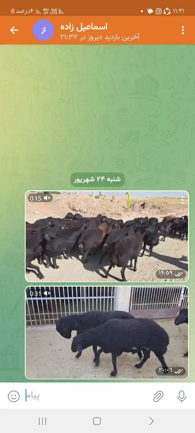 میش بره دار|حیوانات مزرعه|شاهین دژ, |دیوار