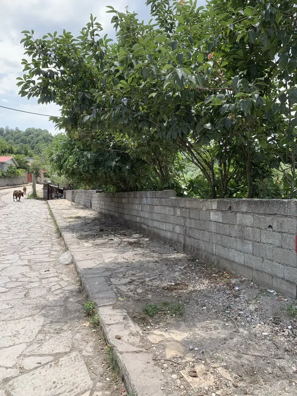 زمین ویلایی ویو ابدی جنگل و رودخونه|فروش زمین و ملک کلنگی|لوندویل, |دیوار