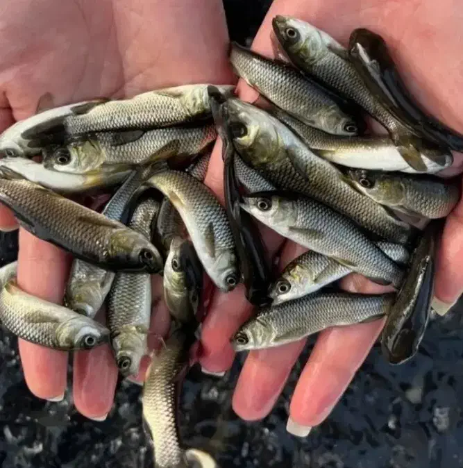 پرورش ماهی دراستخر اب ثابت ماهی امور سفید کَپوُر|ماهی|اصفهان, ملاصدرا|دیوار