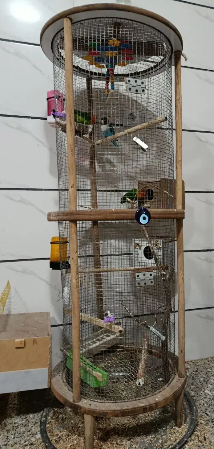 کوتوله برزیلی|پرنده|شاهین‌شهر, نسیم ۵|دیوار