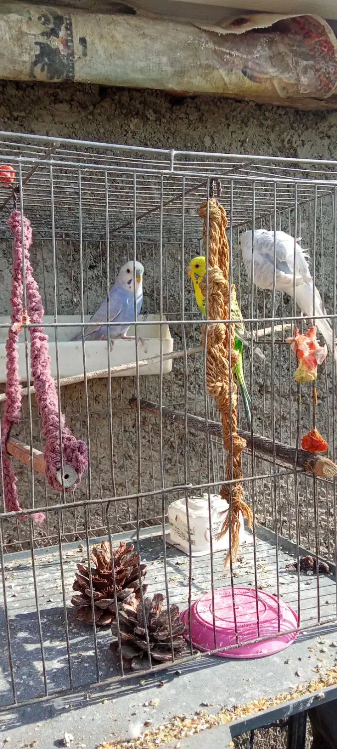 طوطی برزیلی ومرغ عشق|پرنده|تهران, سردارجنگل|دیوار