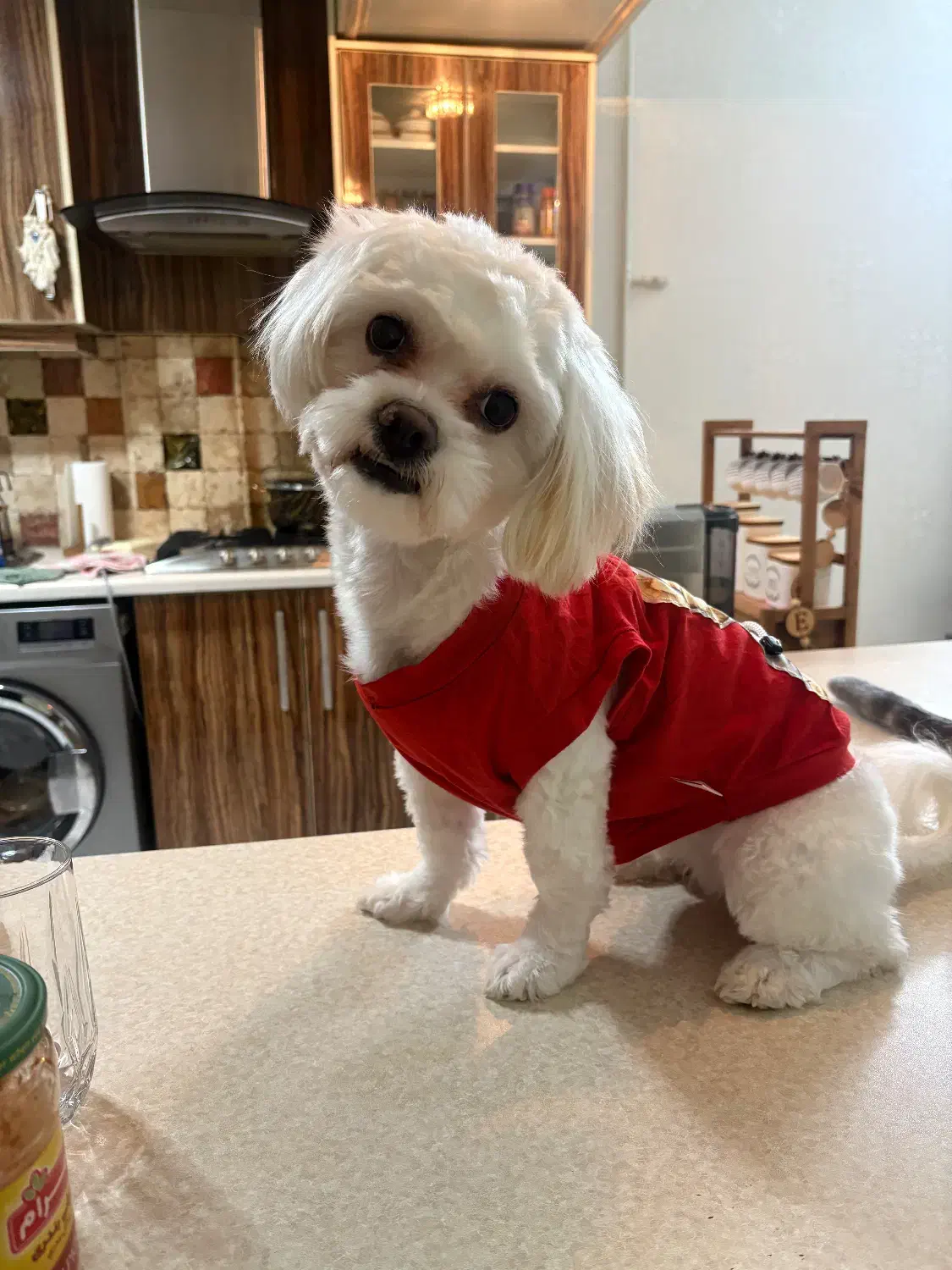 واگذاری سگ|سگ|کرج, گوهردشت|دیوار