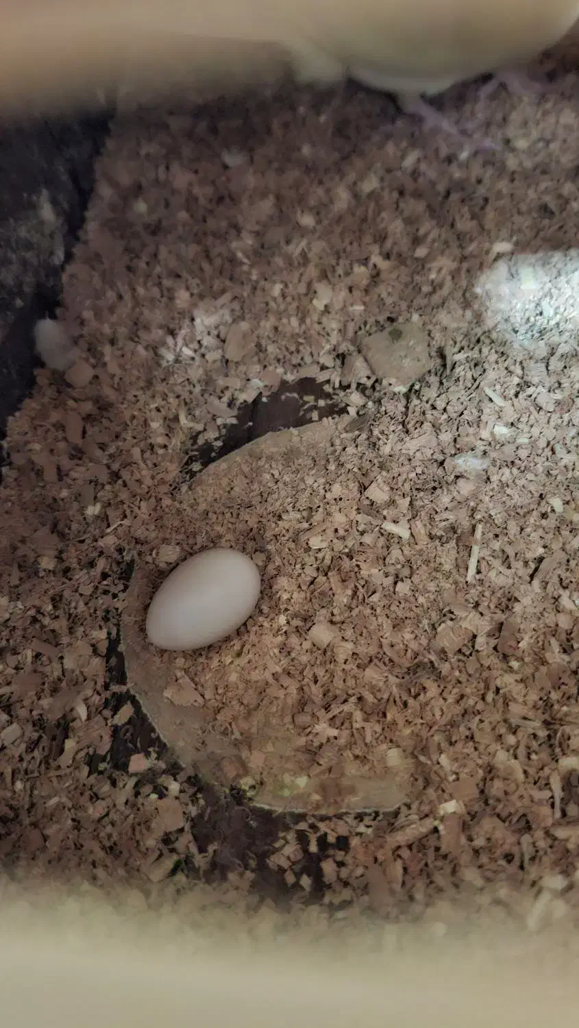 جفت عروس هلندی با تخم|پرنده|بندر ماهشهر, |دیوار