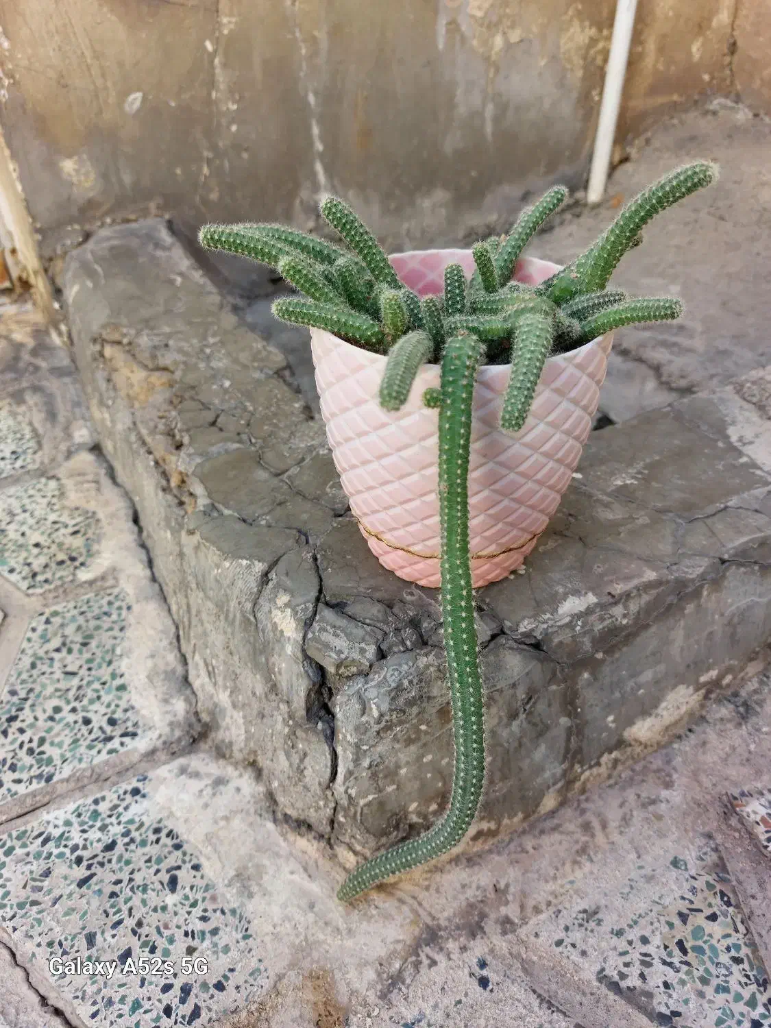 گل طبیعی خانگی|گل و گیاه طبیعی|الوند, |دیوار