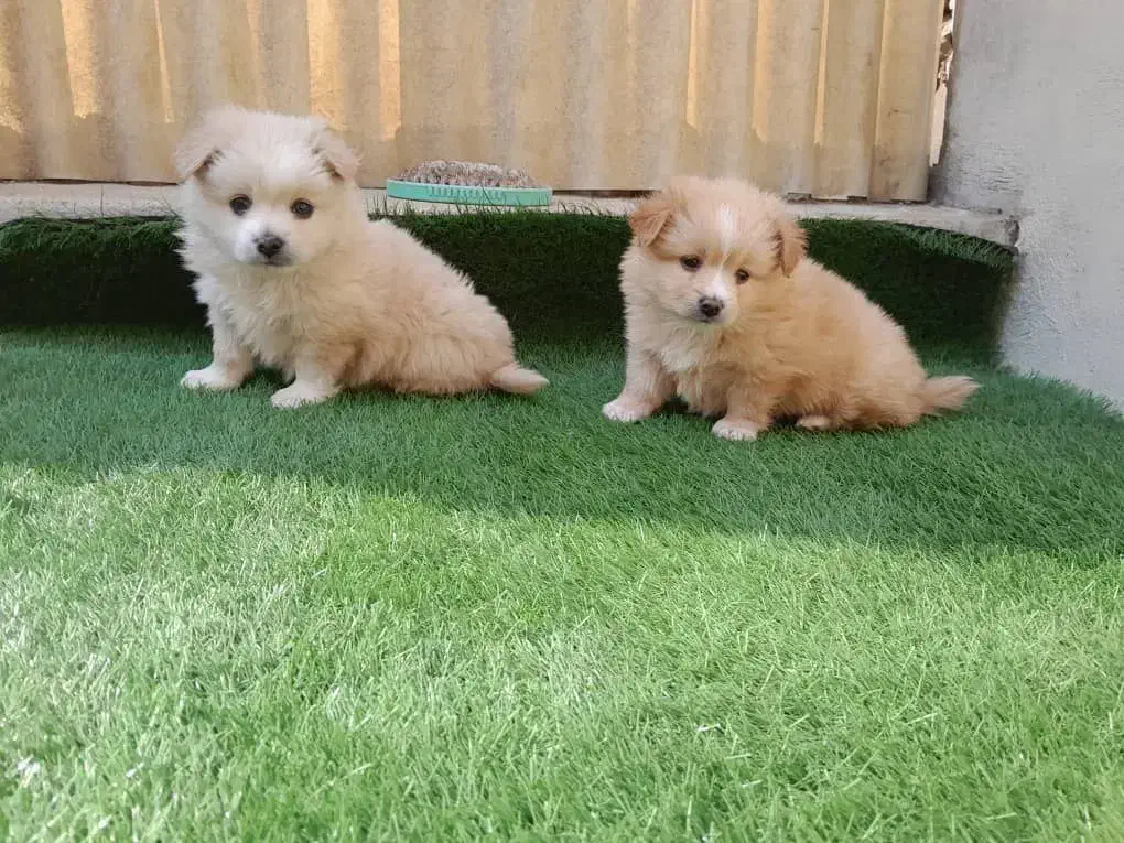 واگذاری سگ پامر روباهی|سگ|تهران, فلسطین (میدان انقلاب)|دیوار