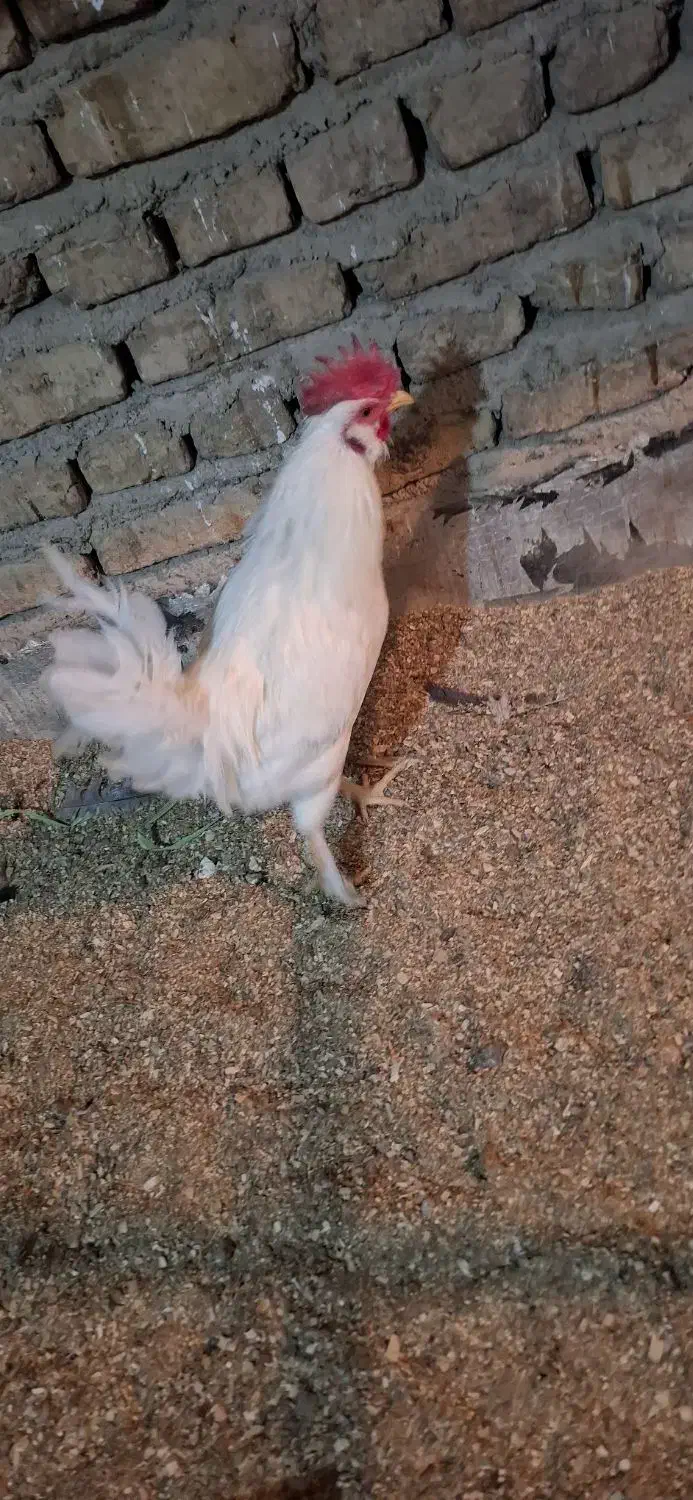 خروس اصیل گلین، کود رایگان|حیوانات مزرعه|وحیدیه, |دیوار