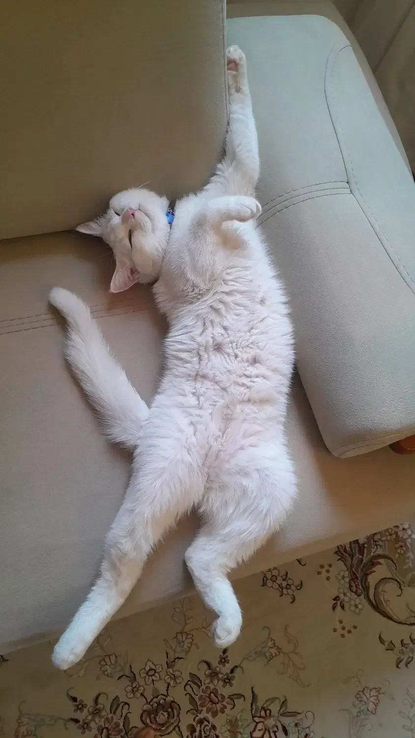 فروش گربه نر|گربه|یزد, |دیوار