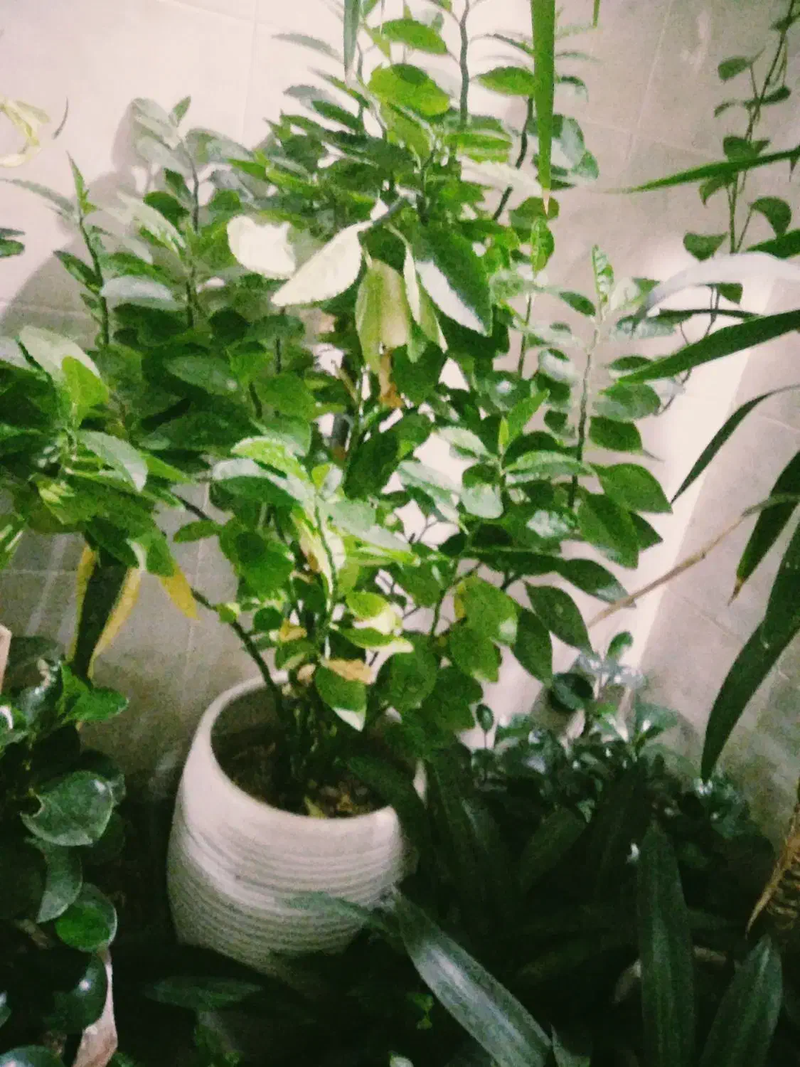 گل پاسیون|گل و گیاه طبیعی|شیراز, شهرک پردیس|دیوار