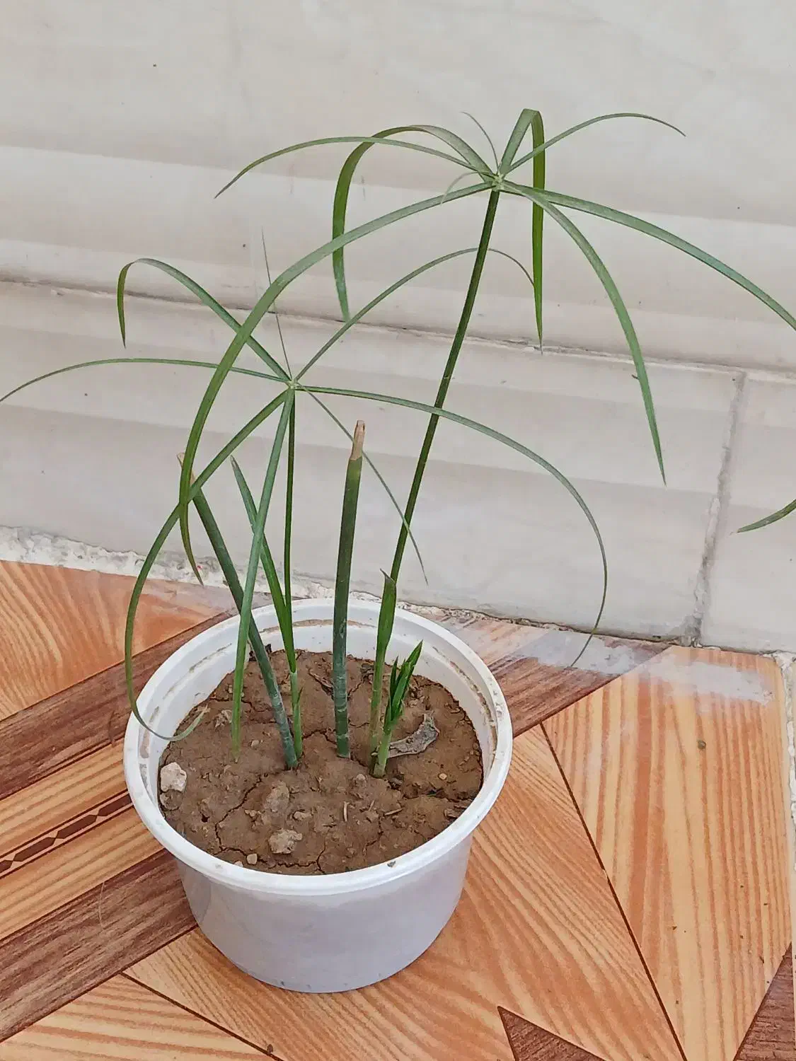 چهار نمونه‌های گل با هم 120|گل و گیاه طبیعی|ایذه, |دیوار