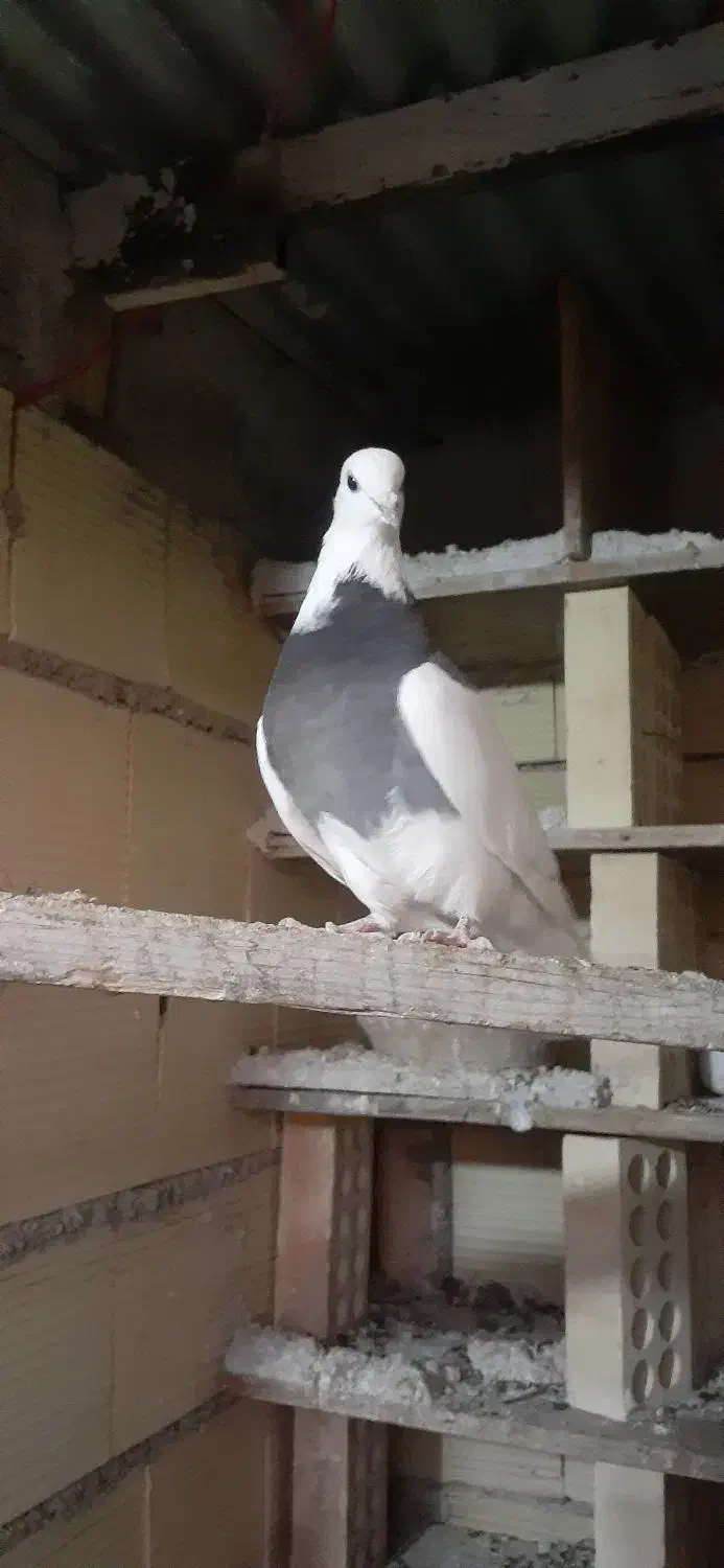 کبوتر طوقی|پرنده|خرمدره, |دیوار