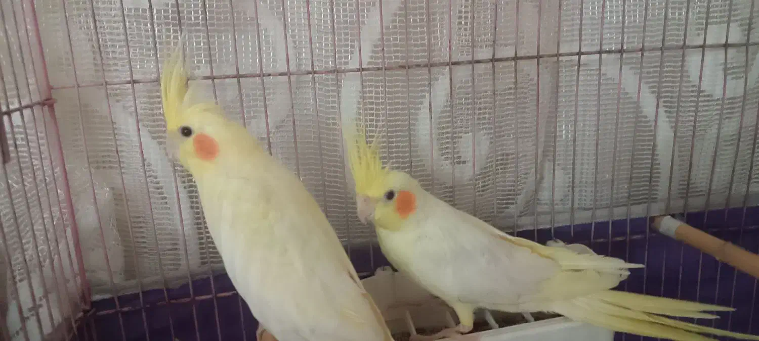 یک جفت عروس هلندی|پرنده|سراب, |دیوار