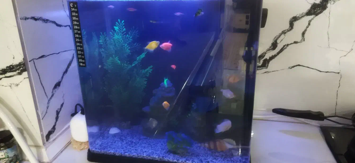 اکواریوم قیمت توافقی|لوازم جانبی حیوانات|رشت, آب و برق|دیوار