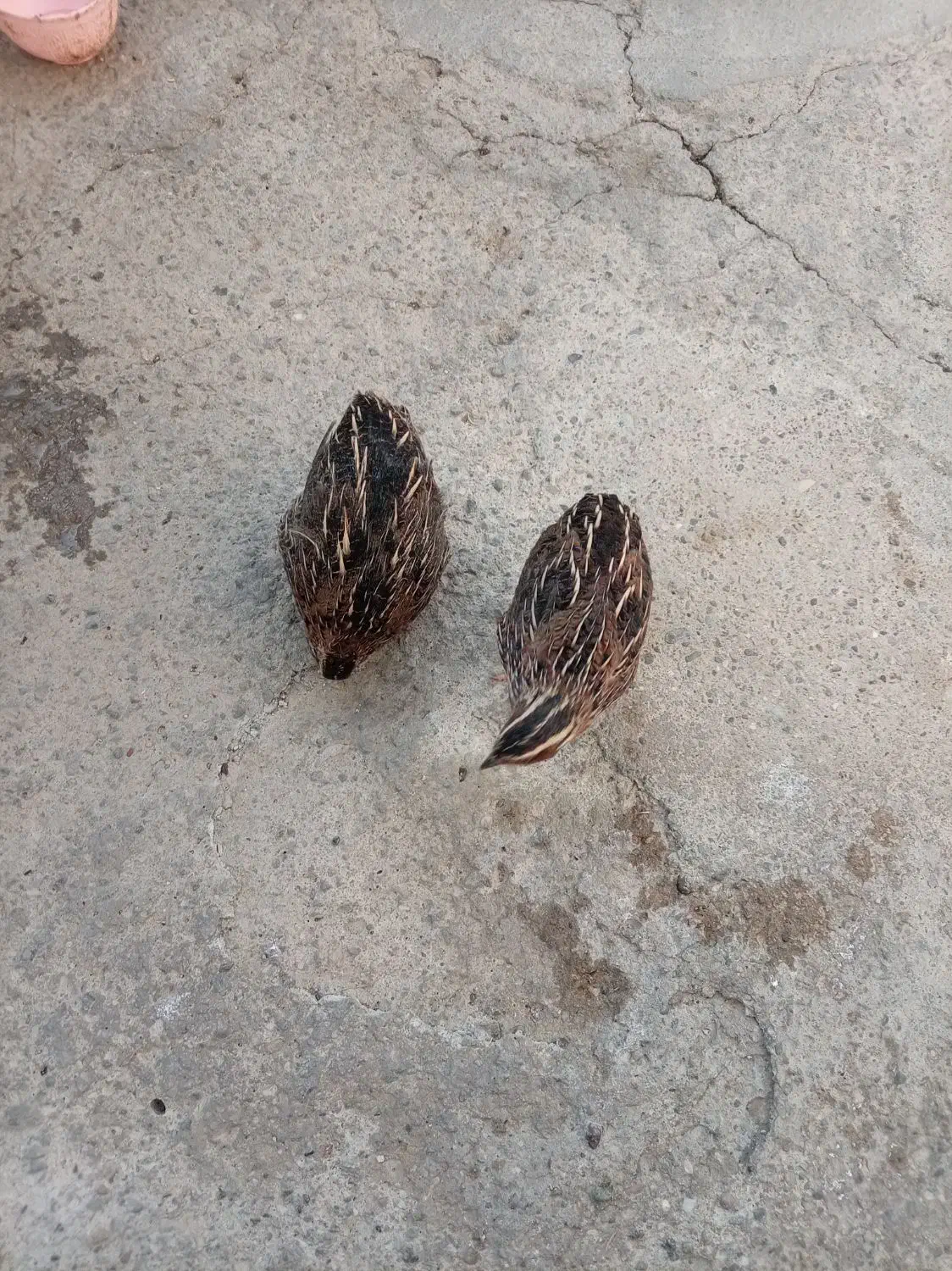 سلام دوعددبلدربچین بفروش میرسدبدون|حیوانات مزرعه|مهاباد (آذربایجان غربی), |دیوار