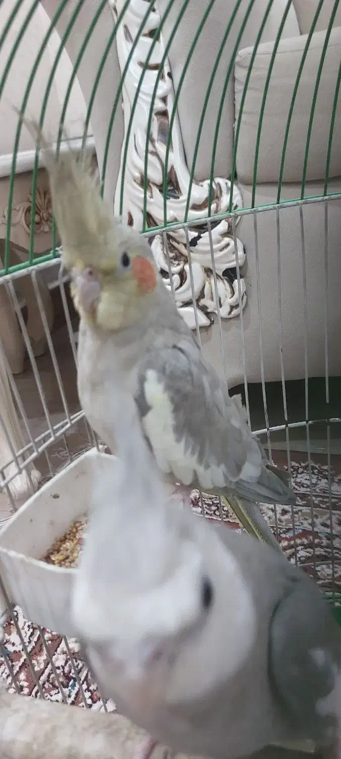 معاوضه با حیوانات مزرعه|پرنده|رشت, حومه رشت|دیوار