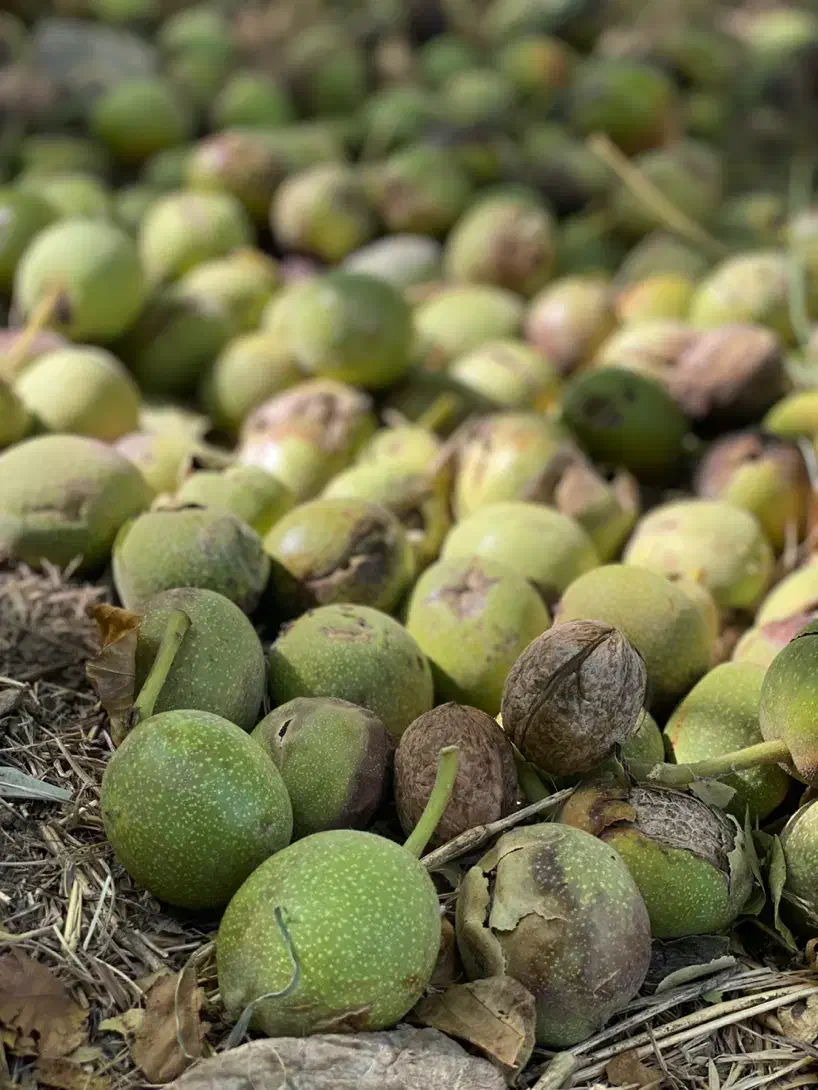 گردو و برنج|خوردنی و آشامیدنی|کیش, |دیوار