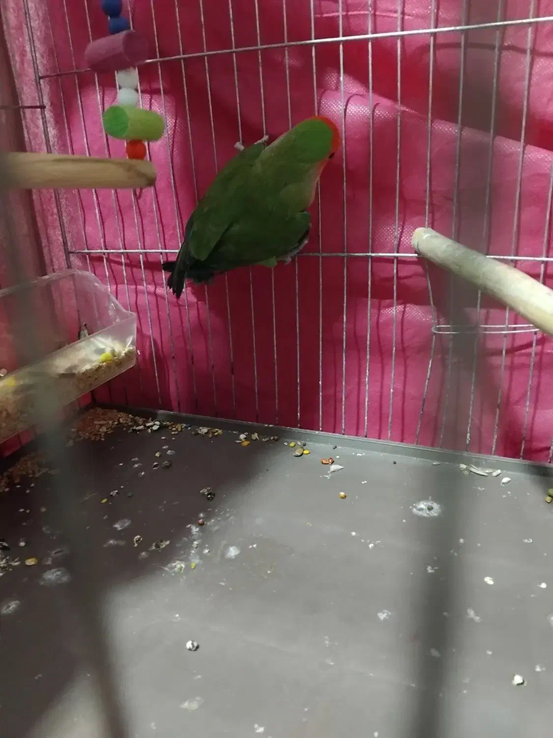 طوطی بریزلی ماده فروشی|پرنده|کرج, احدآباد|دیوار