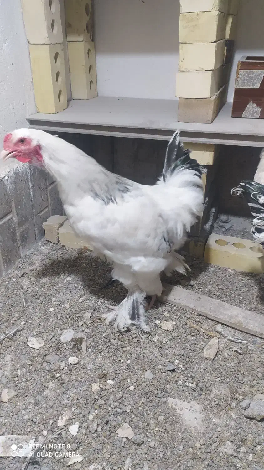 خروس برهما|حیوانات مزرعه|مشهد, نیزه|دیوار