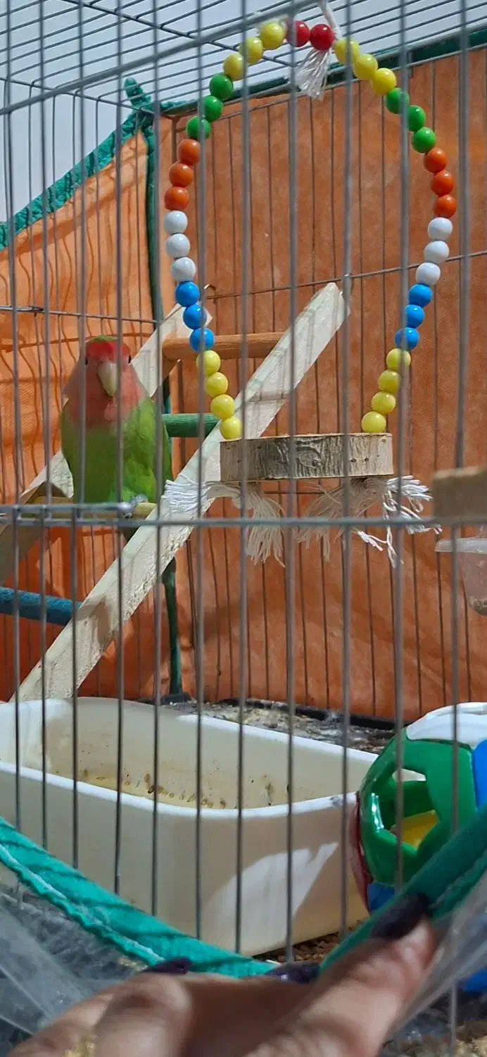 طوطی برزیلی|پرنده|قصرشیرین, |دیوار