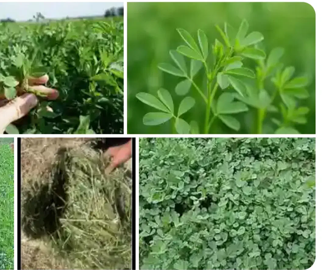 علف سبزه|عمدهفروشی|دهدشت, |دیوار