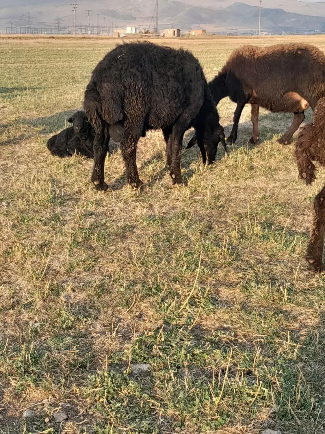 قوچ قزل هترو|حیوانات مزرعه|باغ حلی, |دیوار