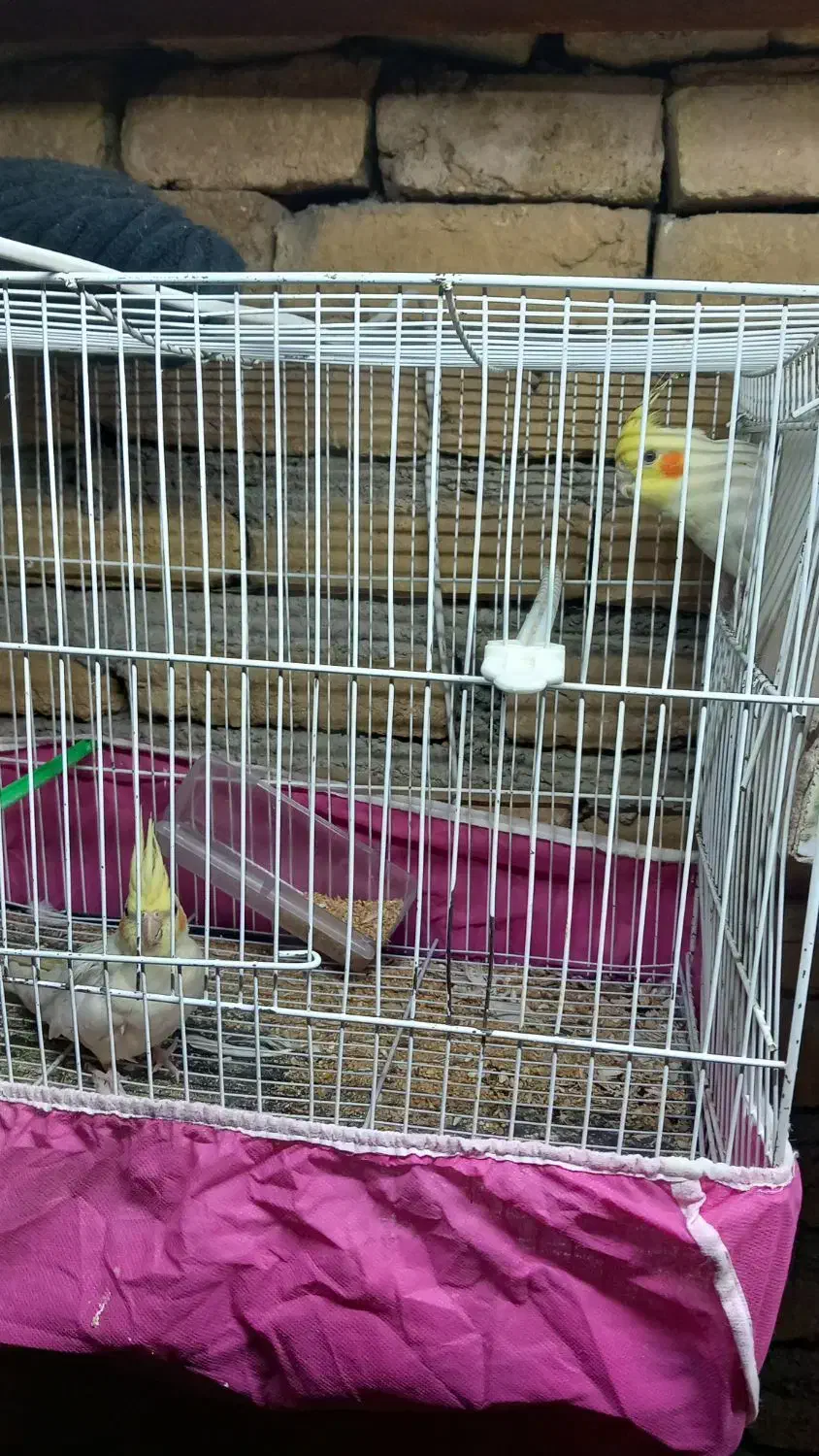 پرنده کتوله عروس هلندی|پرنده|تربت‌حیدریه, ده پائین|دیوار