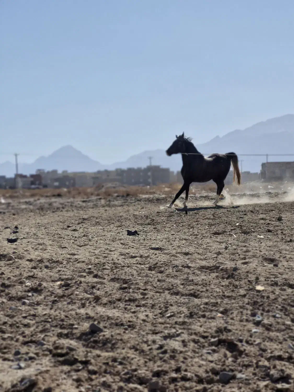 اسب|اسب و تجهیزات اسب‌سواری|مهریز, |دیوار