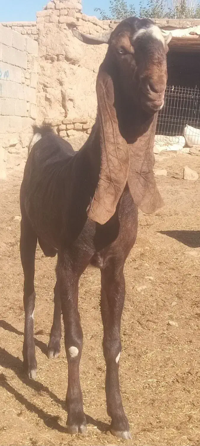 نربز پاکستانی اصل|حیوانات مزرعه|رضویه, |دیوار