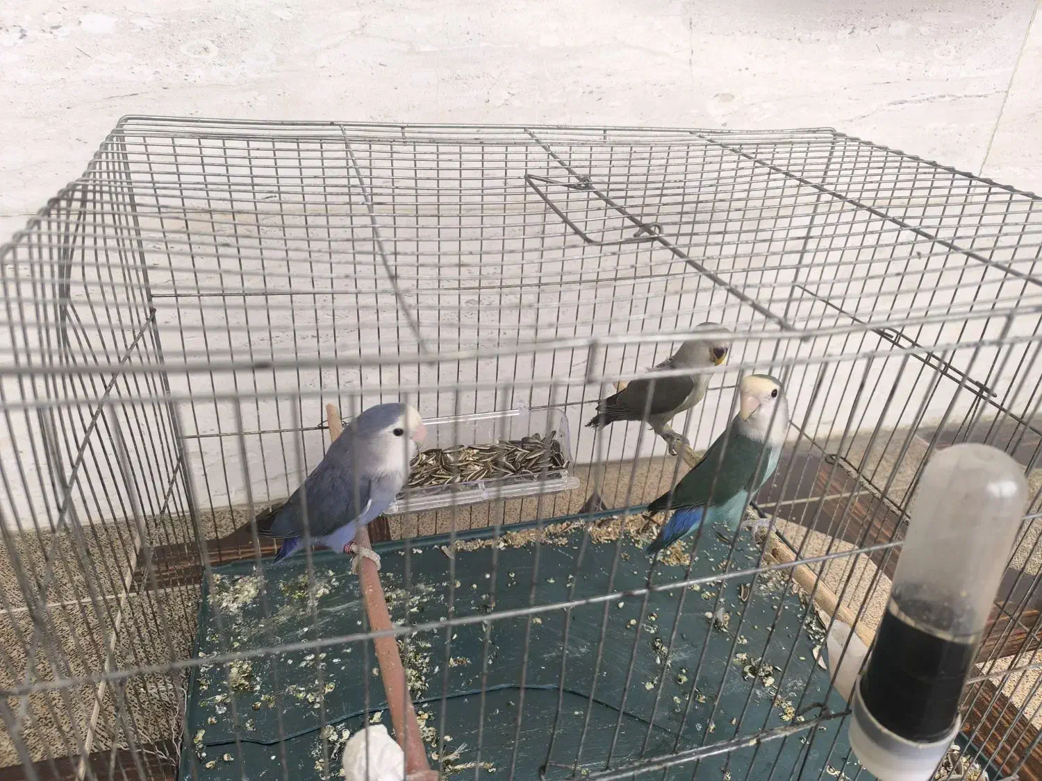 طوطی|پرنده|گرگان, |دیوار