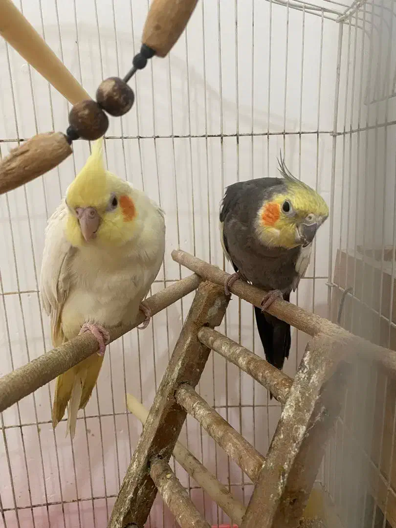 عروس هلندی|پرنده|رودبنه, |دیوار