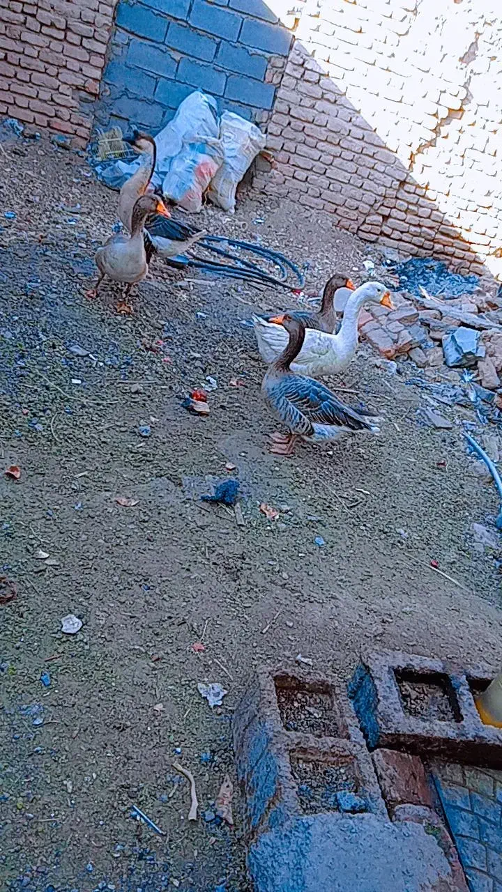 غاز|حیوانات مزرعه|بم, |دیوار