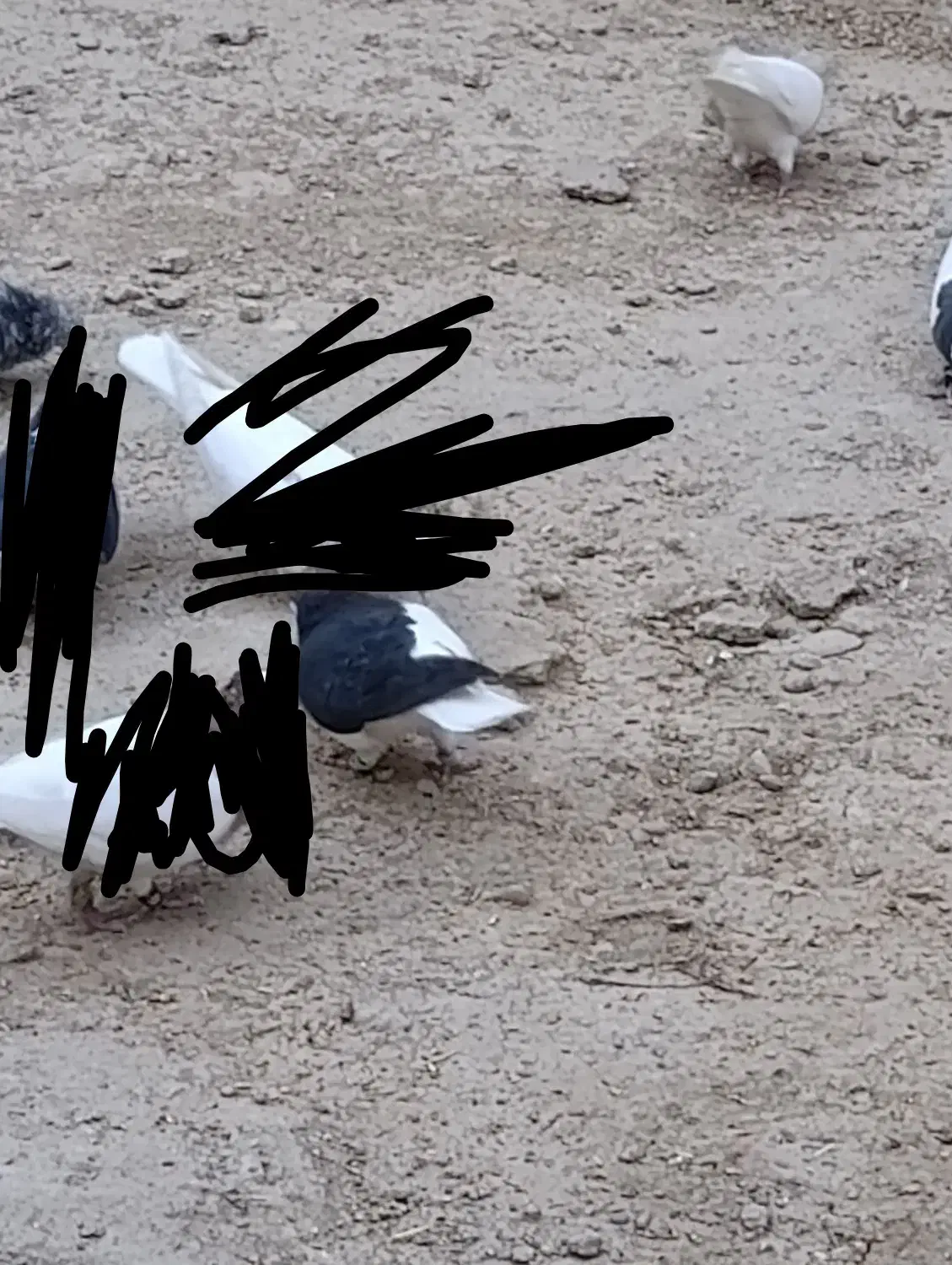 چپ سیاه نر|پرنده|بهبهان, |دیوار