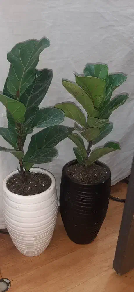 گل لیراتا|گل و گیاه طبیعی|رشت, نخودچر|دیوار