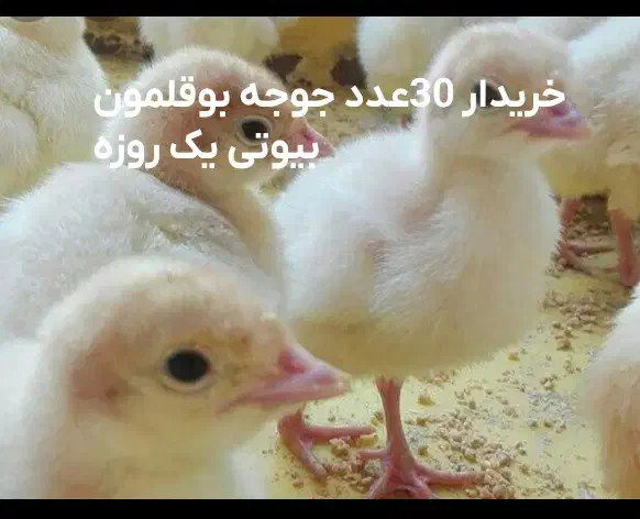 جوجه بوقلمون بیوتی|حیوانات مزرعه|نیشابور, شهید جعفری|دیوار