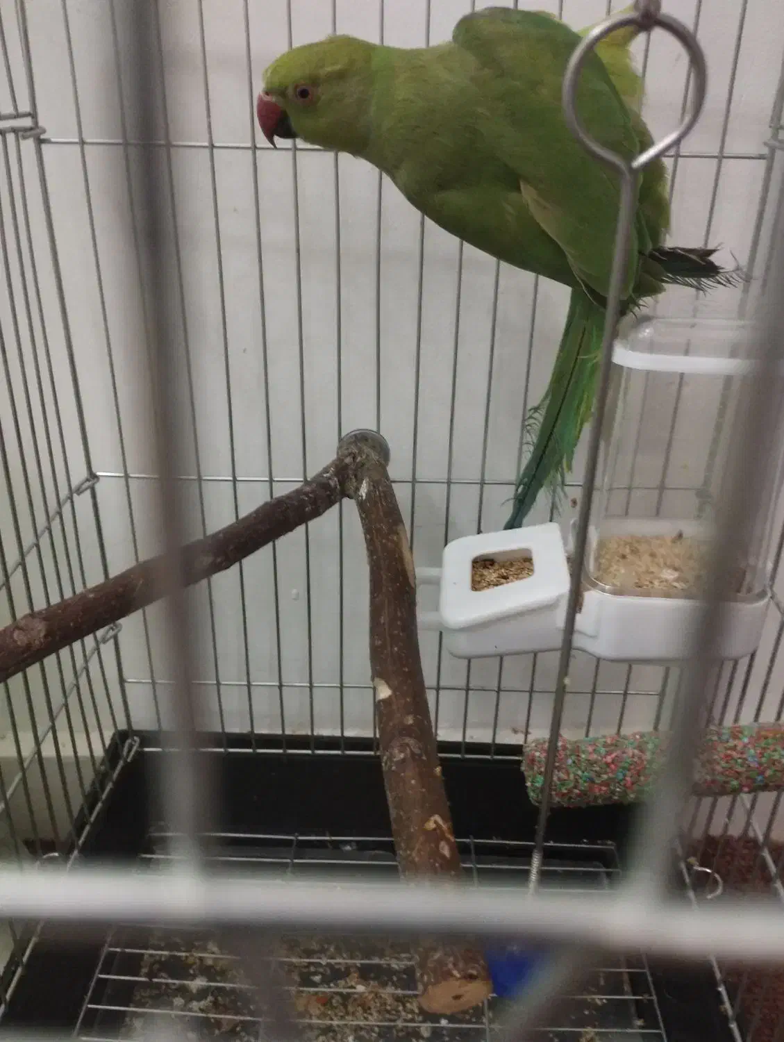 طوطی ملنگو|پرنده|اسدآباد, |دیوار