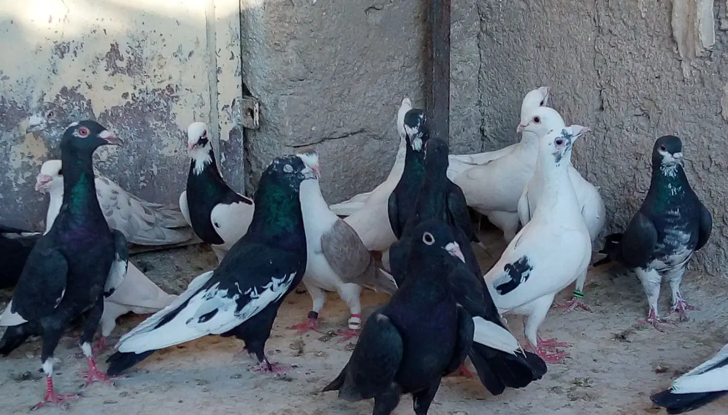 کفتر|پرنده|شیراز, دارالرحمه|دیوار