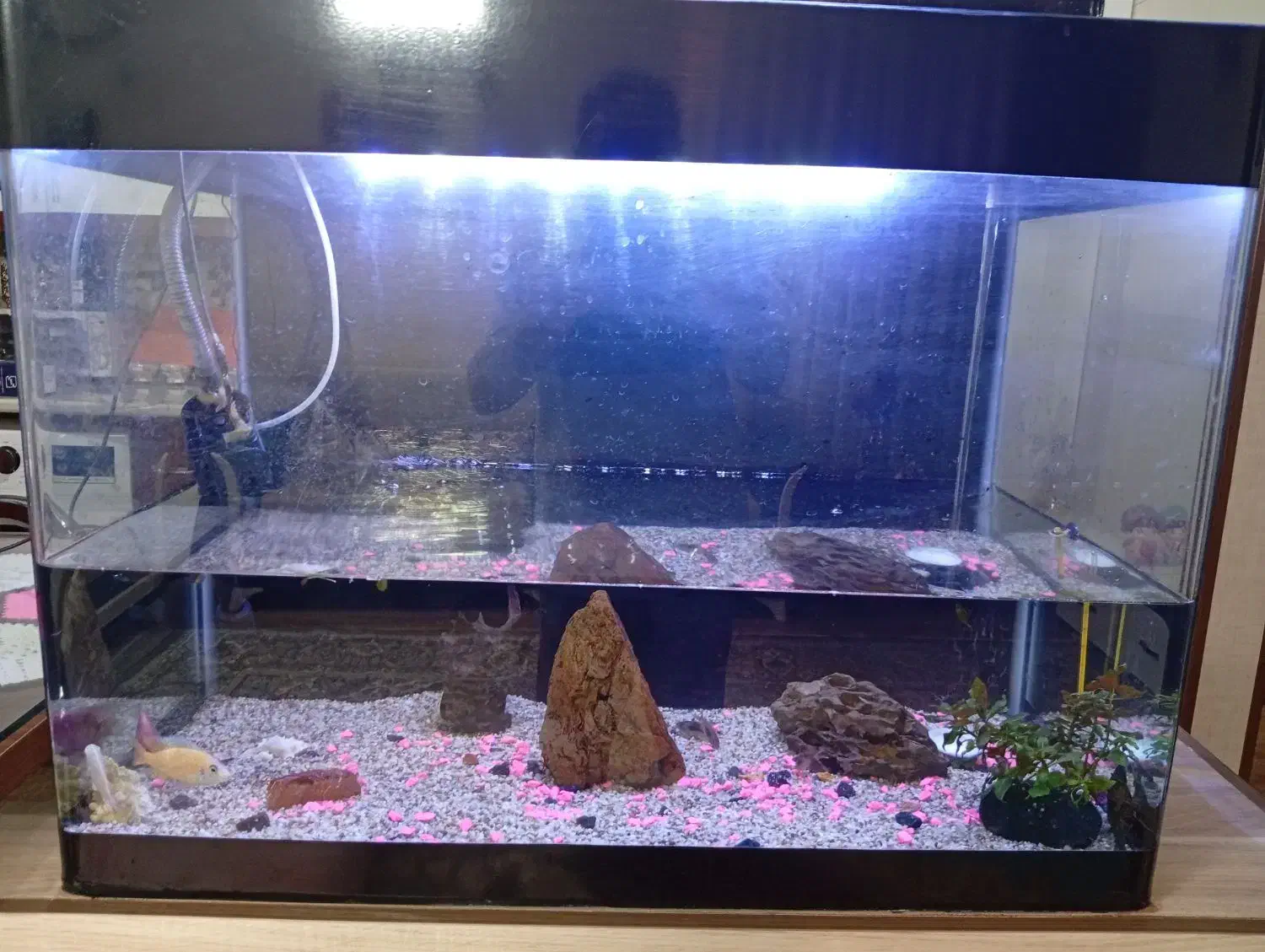 آکواریوم|ماهی|مشهد, شهرک مهرگان|دیوار