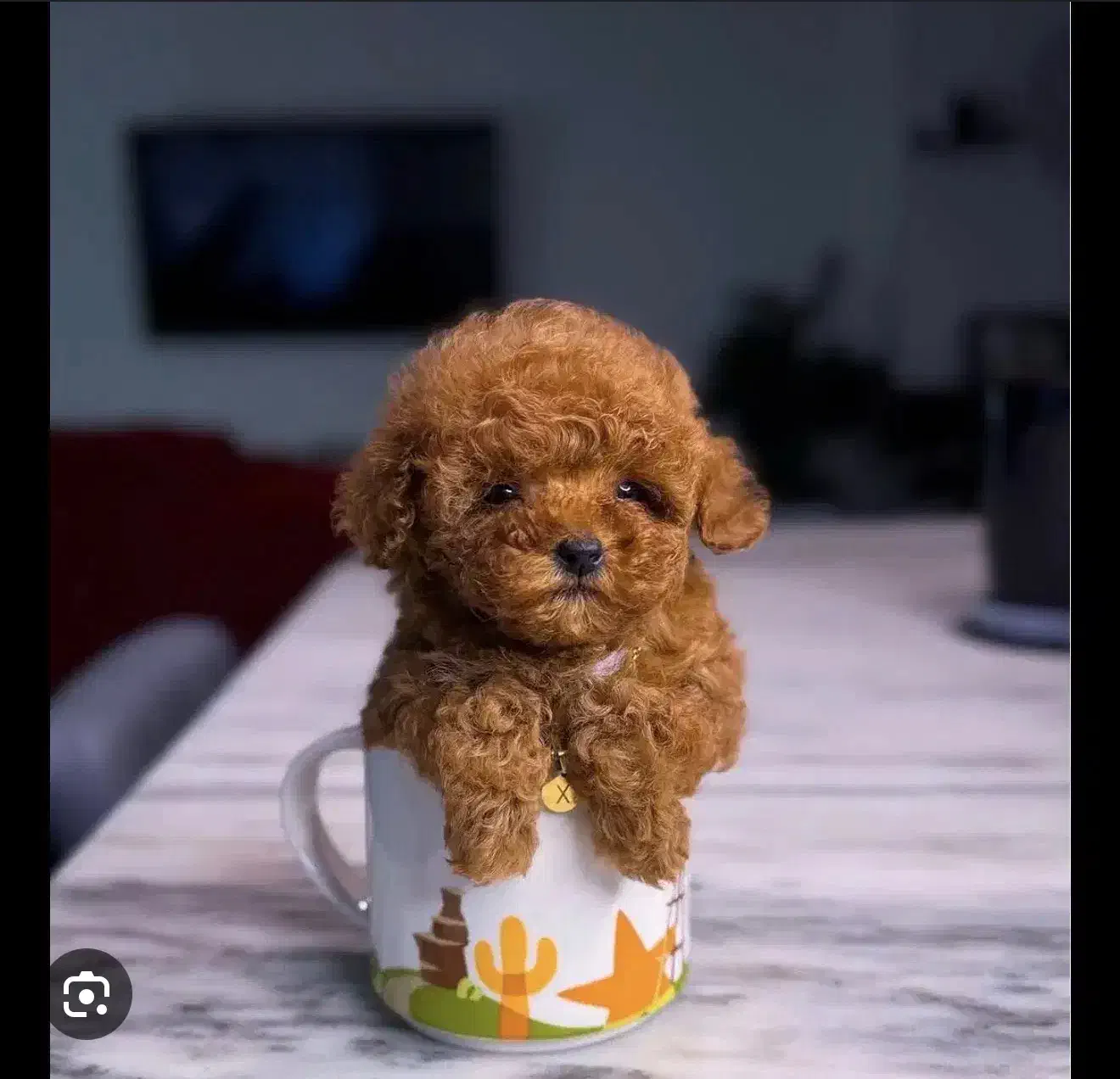 تاینی پودل وارداتی از روسیه کیفیت بمب|سگ|تهران, سعادت‌آباد|دیوار