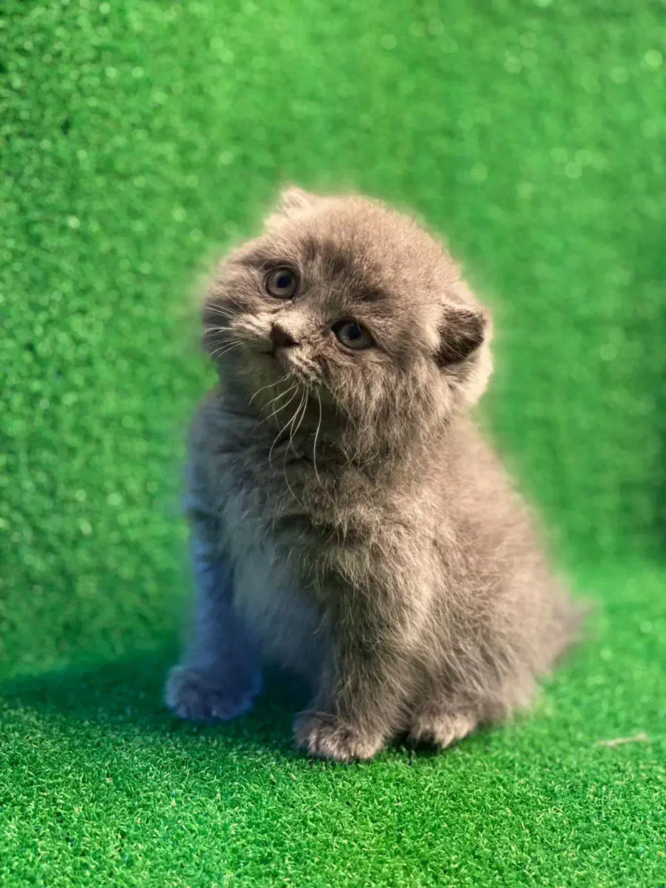 گربه اسکاتیش|گربه|شیراز, حافظیه|دیوار