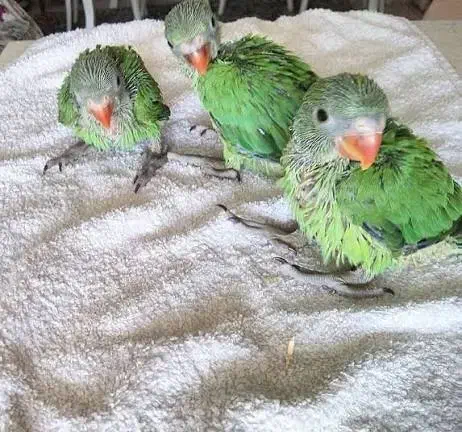 طوطی|پرنده|صائین قلعه, |دیوار